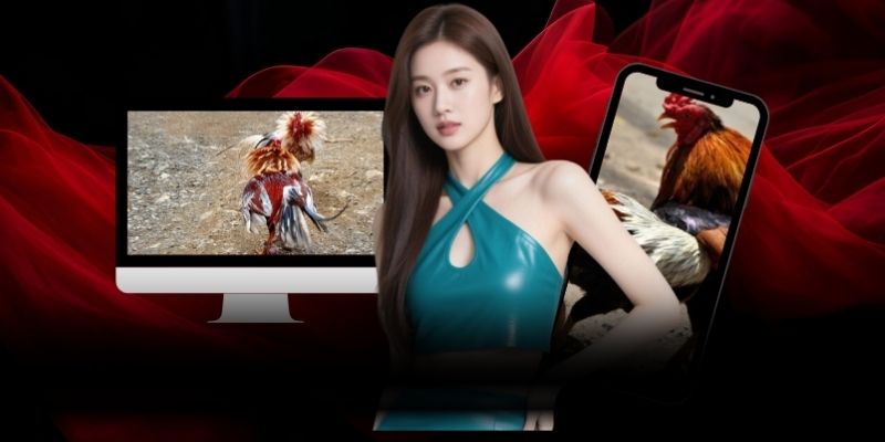 Đá Gà 58WIN và hệ thống kèo cược phổ biến