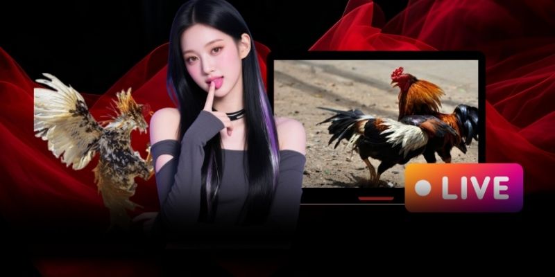 Đá Gà 58WIN và trải nghiệm trận đấu trực tuyến