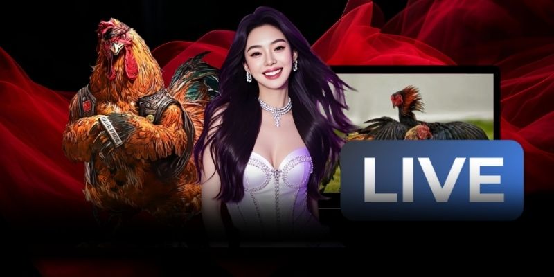 Nắm chắc các lưu ý cần thiết để xem đá gà trực tuyến