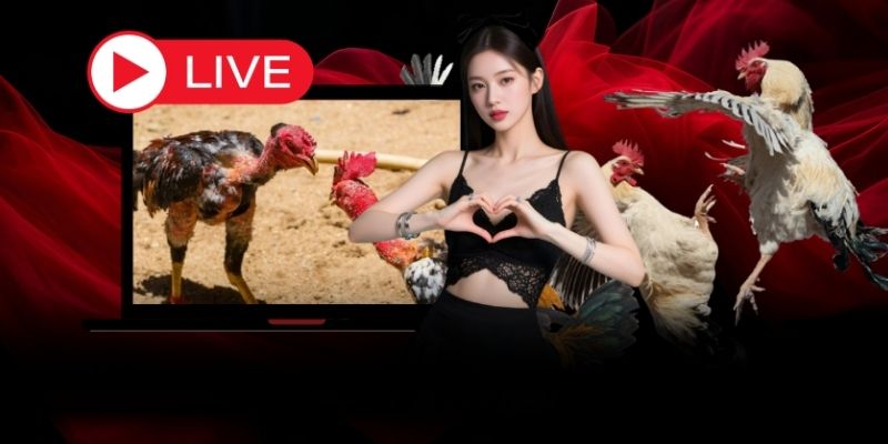 Sảnh Đá Gà 58WIN có gì nổi bật?